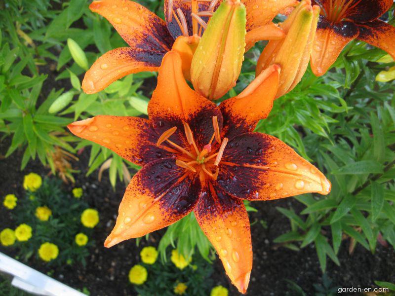 Lilium x hybridum Orange Art (Lily) Lilium x hybridum Orange Art (Lily)