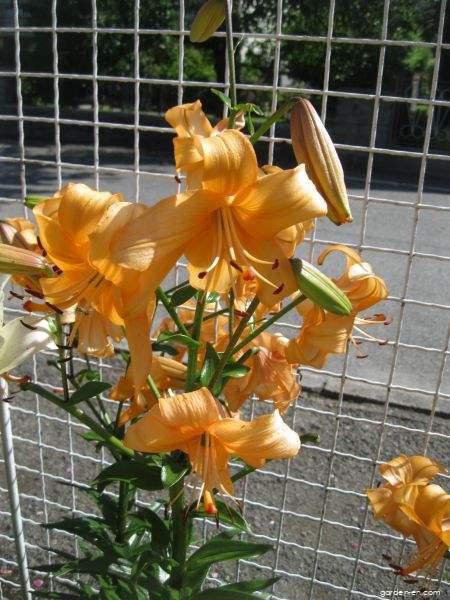 Lilium x hybridum Pearl Stacey (Lily) Lilium x hybridum Pearl Stacey (Lily)