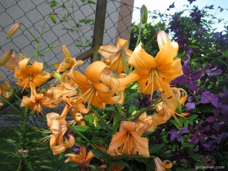 Lilium x hybridum Pearl Stacey (Lily) Lilium x hybridum Pearl Stacey (Lily)