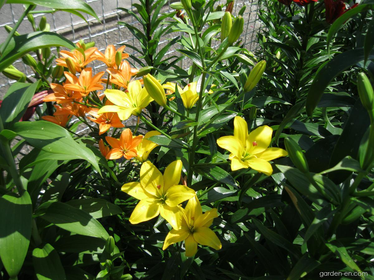 Lilium x hybridum Yellow Cocotte (Lily) Lilium x hybridum Yellow Cocotte (Lily)