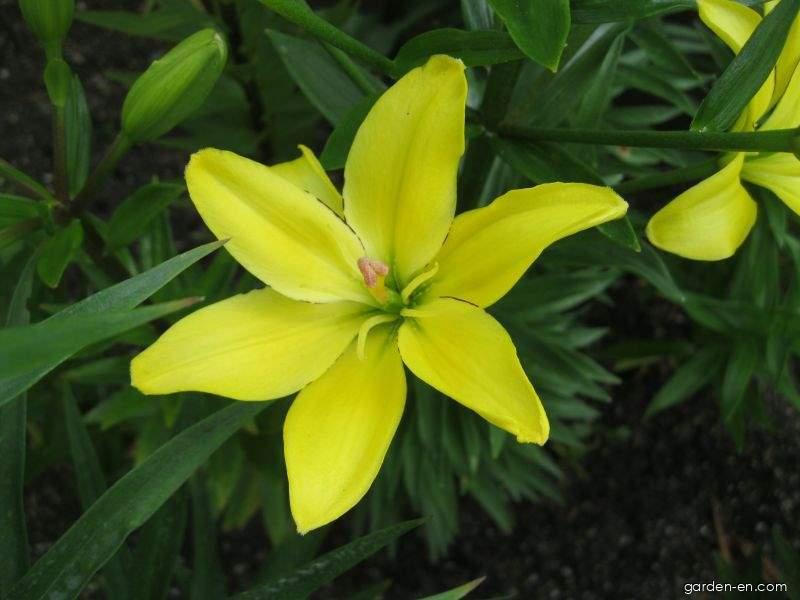 Lilium x hybridum Yellow Cocotte (Lily) Lilium x hybridum Yellow Cocotte (Lily)