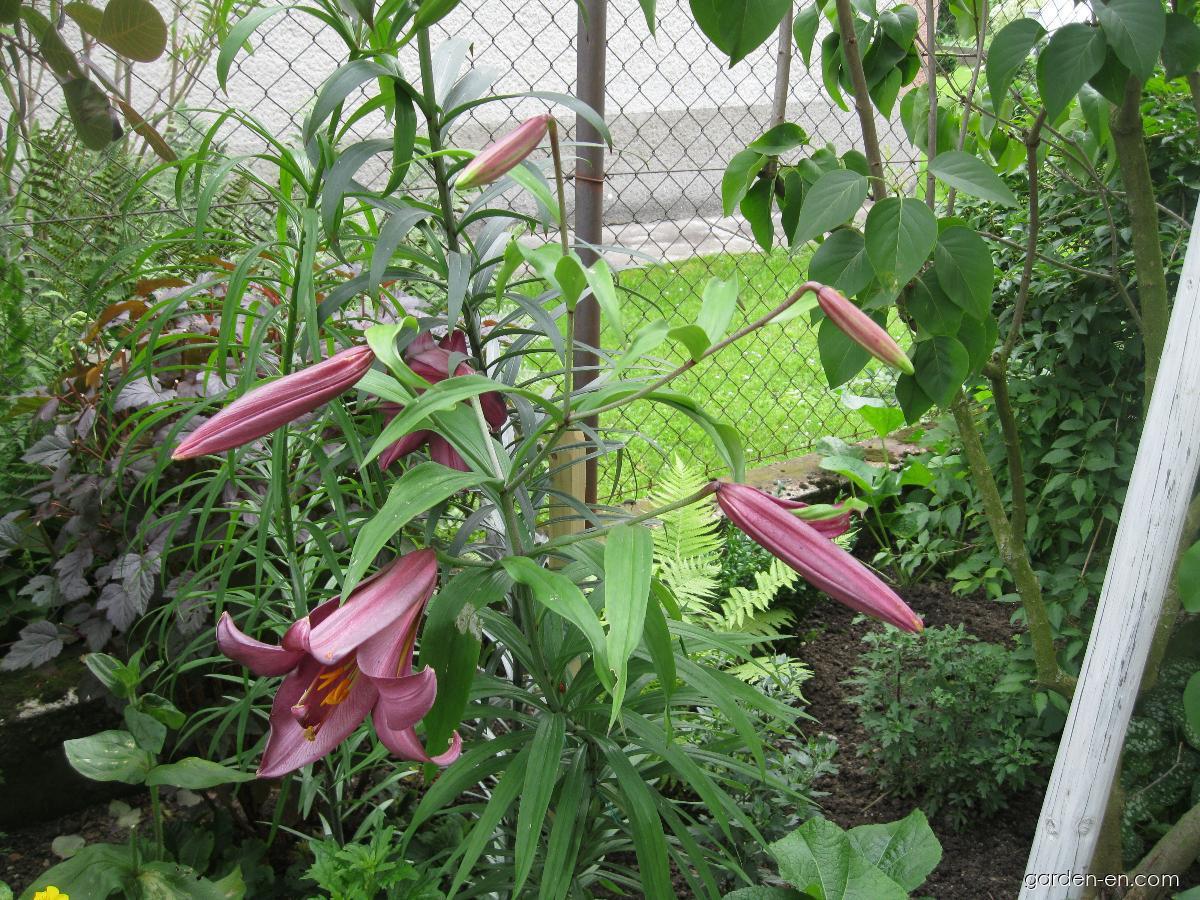 Lilium x hybridum Pink Perfection (Lily) Lilium x hybridum Pink Perfection (Lily)