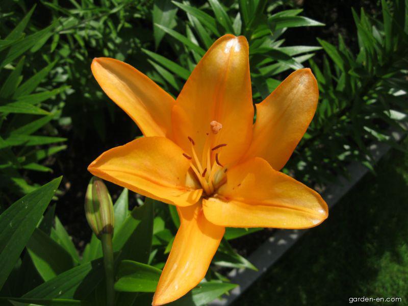 Lilium x hybridum Cilesta (Lily) Lilium x hybridum Cilesta (Lily)