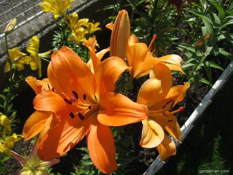 Lilium x hybridum Cilesta (Lily) Lilium x hybridum Cilesta (Lily)