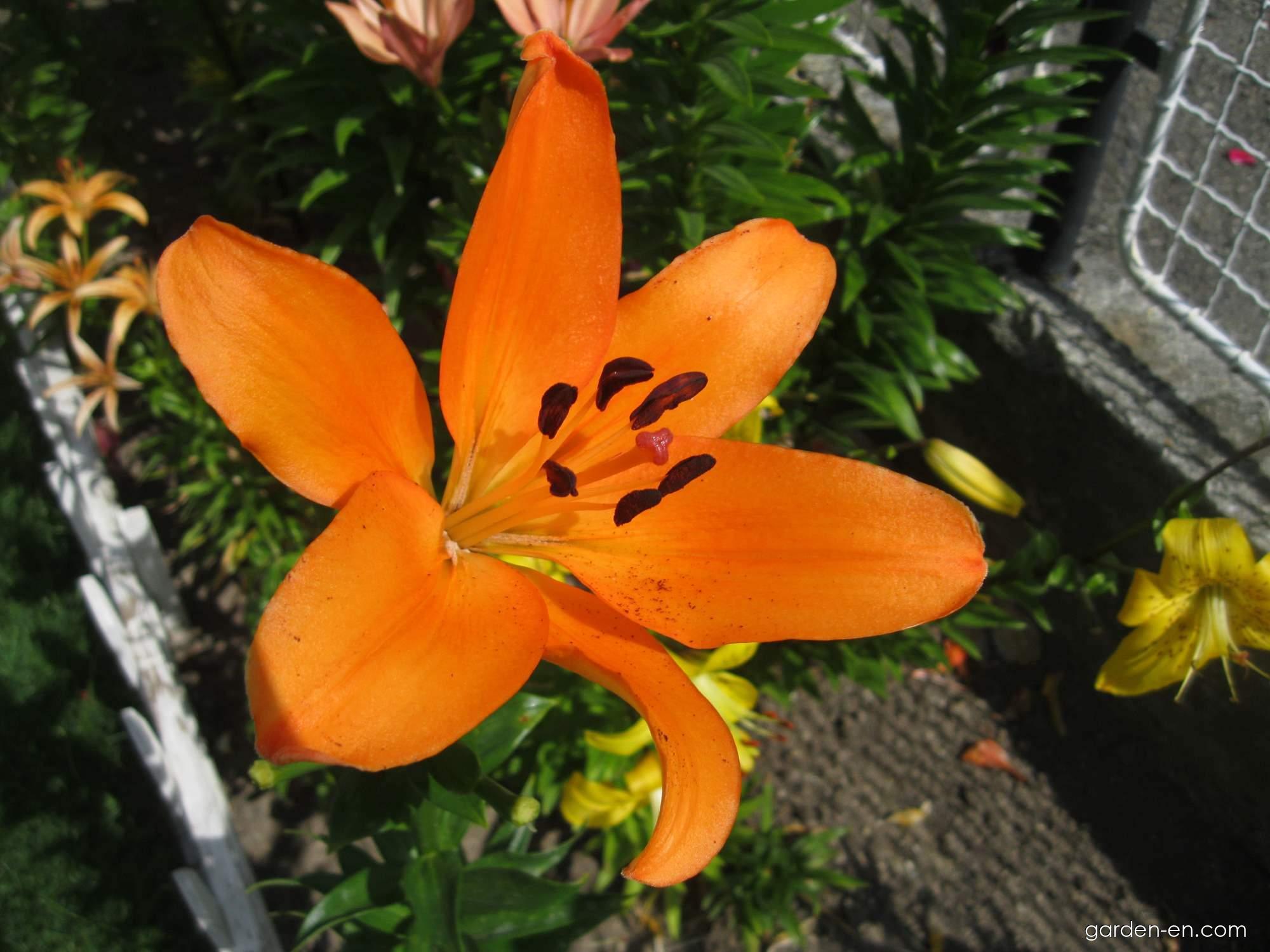 Lilium x hybridum Cilesta (Lily) Lilium x hybridum Cilesta (Lily)