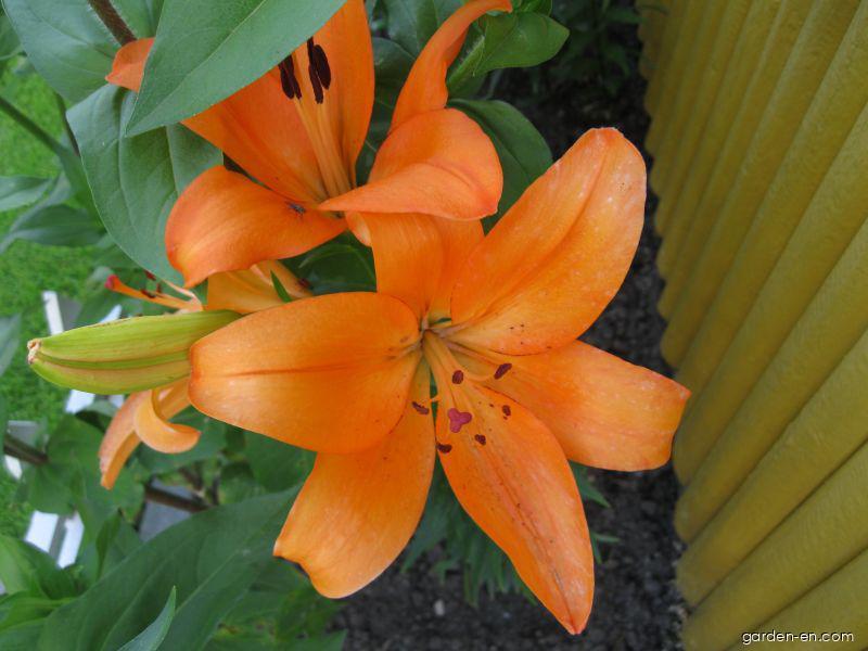 Lilium x hybridum Cilesta (Lily) Lilium x hybridum Cilesta (Lily)