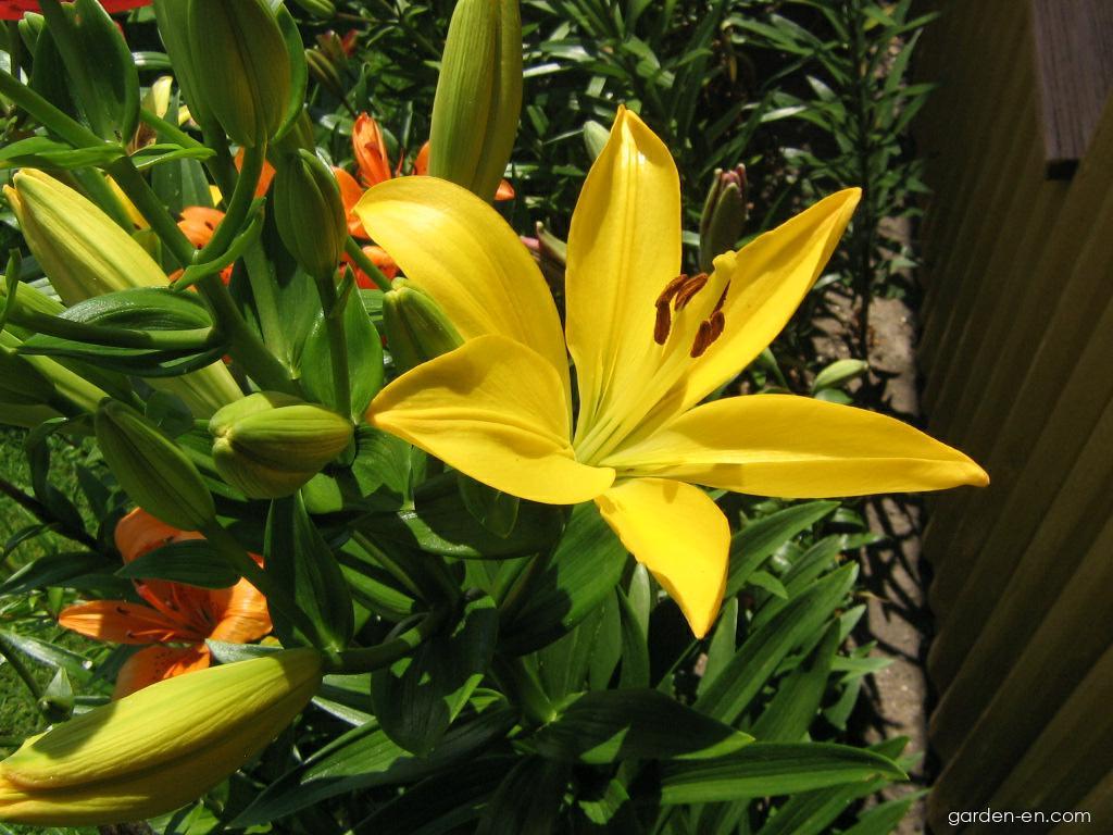Lilium x hybridum Serrada (Lily) Lilium x hybridum Serrada (Lily)