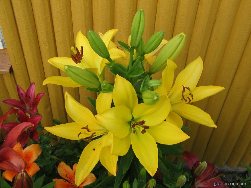 Lilium x hybridum Serrada (Lily) Lilium x hybridum Serrada (Lily)