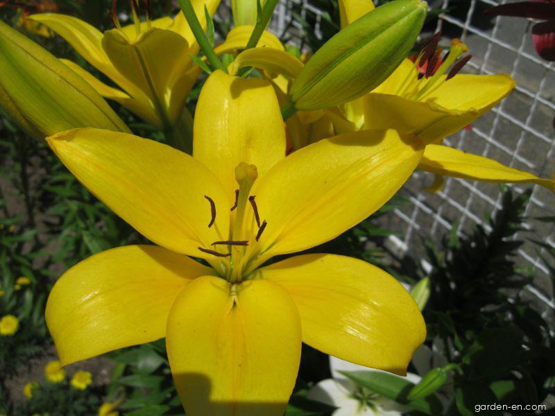 Lilium x hybridum Serrada (Lily) Lilium x hybridum Serrada (Lily)