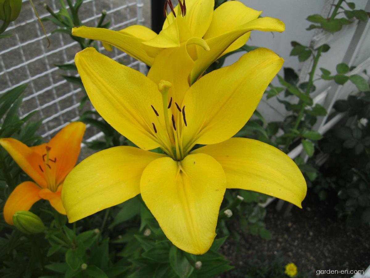 Lilium x hybridum Serrada (Lily) Lilium x hybridum Serrada (Lily)