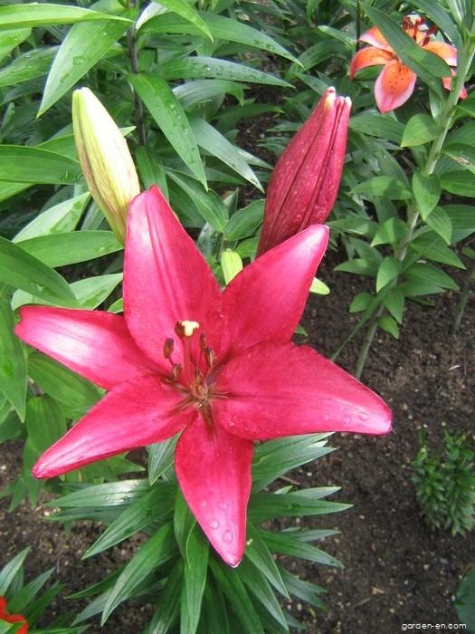 Lilium x hybridum Sulpice (Lily) Lilium x hybridum Sulpice (Lily)