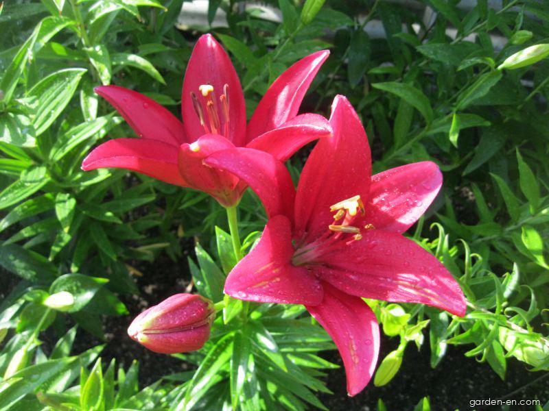 Lilium x hybridum Sulpice (Lily) Lilium x hybridum Sulpice (Lily)