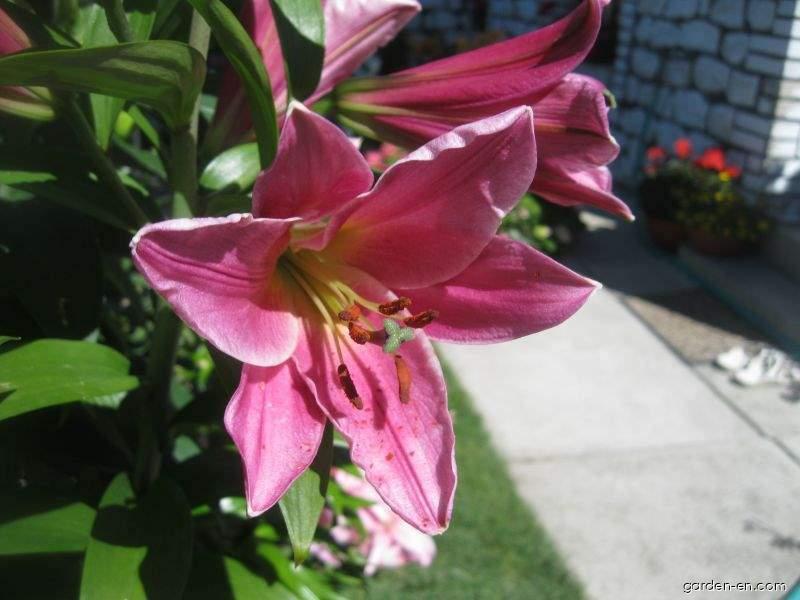 Lilium x hybridum Purple Prince (Lily) Lilium x hybridum Purple Prince (Lily)