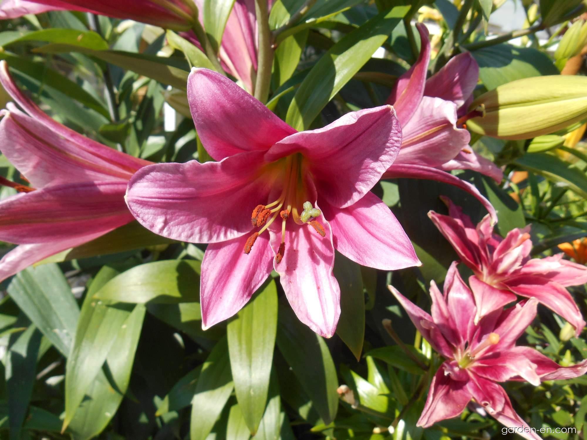 Lilium x hybridum Purple Prince (Lily) Lilium x hybridum Purple Prince (Lily)