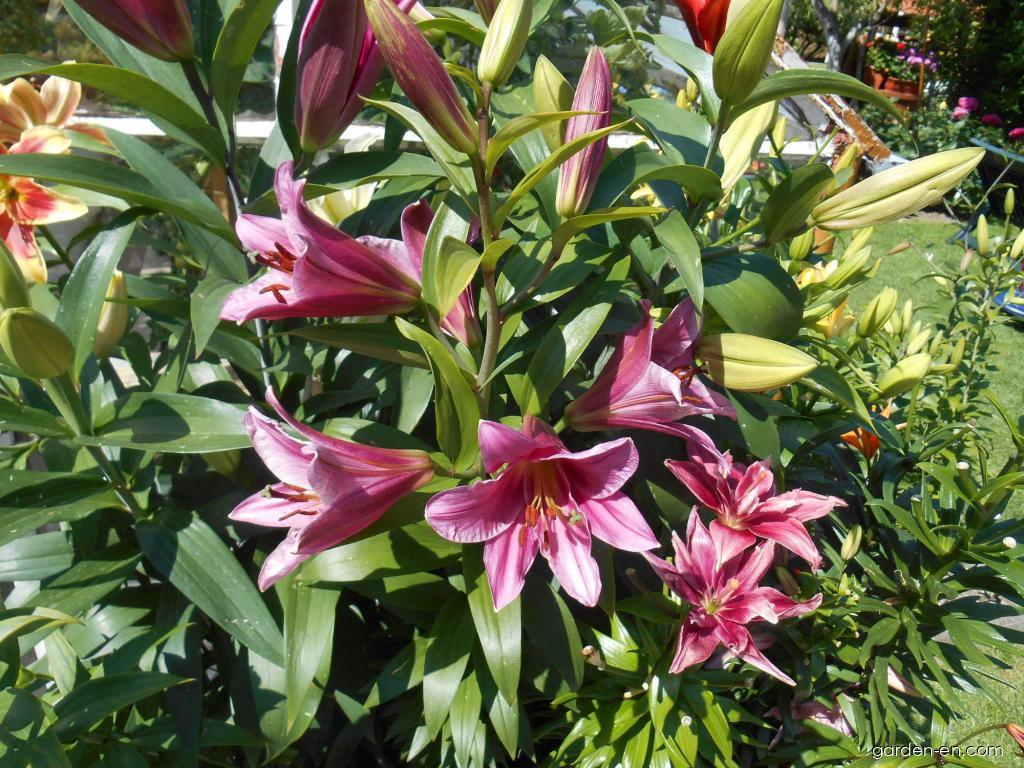 Lilium x hybridum Purple Prince (Lily) Lilium x hybridum Purple Prince (Lily)