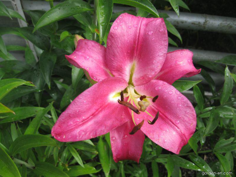 Lilium x hybridum Robina (Lily) Lilium x hybridum Robina (Lily)