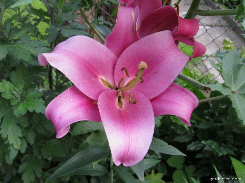 Lilium x hybridum Robina (Lily) Lilium x hybridum Robina (Lily)