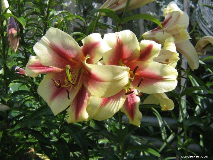 Lilium x hybridum Shocking (Lily) Lilium x hybridum Shocking (Lily)