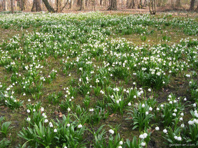 Leucojum vernum L. (spring snowflake) Leucojum vernum L. (spring snowflake)