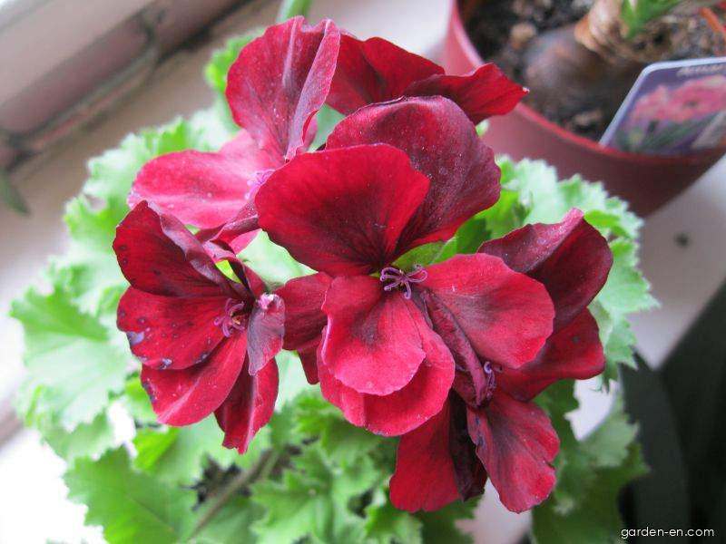 Pelargonium grandiflorum Willd.Willd. (King Pelargonium) Pelargonium grandiflorum Willd.Willd. (King Pelargonium)