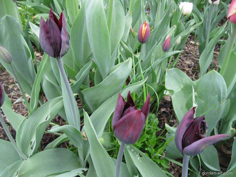 Tulipa Havran (Tulip) Tulipa Havran (Tulip)