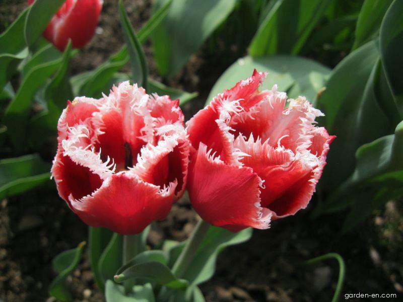 Tulipa Canasta (Tulip) Tulipa Canasta (Tulip)
