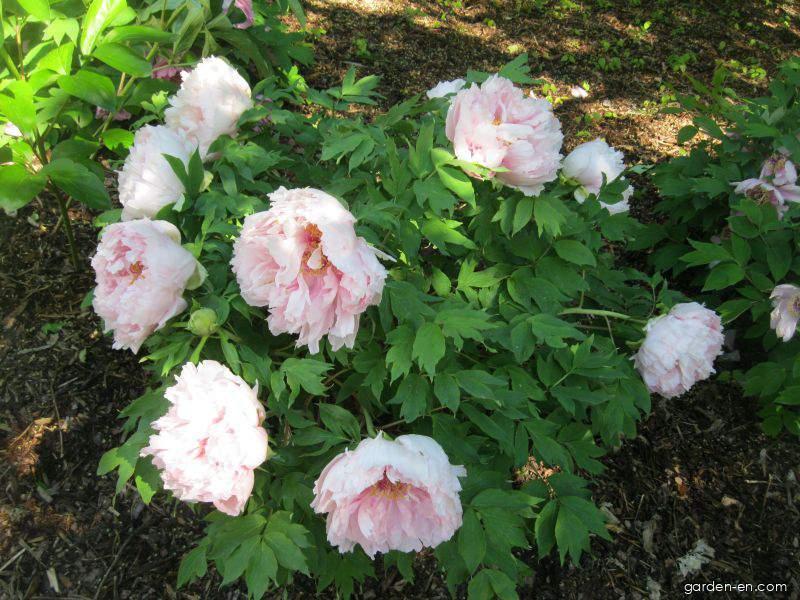 Paeonia suffruticosa (Moutan Peony) Paeonia suffruticosa (Moutan Peony)
