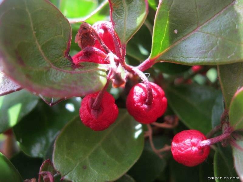 Photo Checkerberry - fruits 1 | Garden-en.com