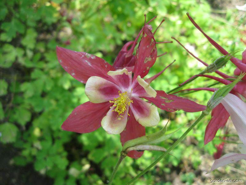 Aquilegia x hybrida Tower Light Pink (Columbine) Aquilegia x hybrida Tower Light Pink (Columbine)