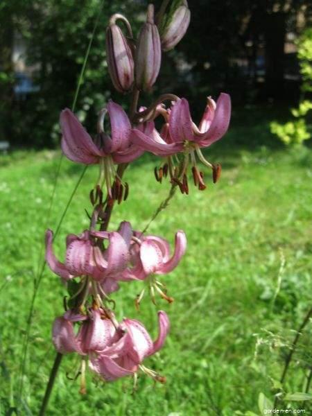 Lilium martagon L. (Martagon lily) Lilium martagon L. (Martagon lily)