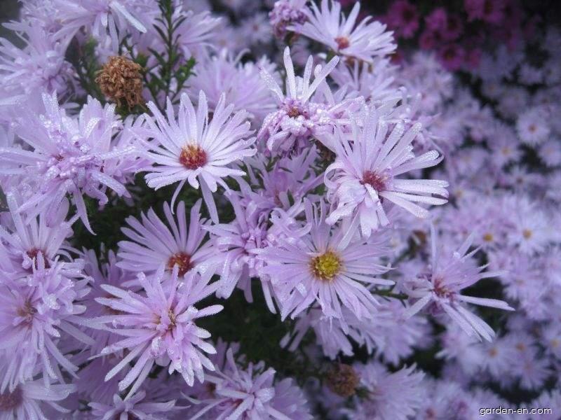 Symphyotrichum novi-belgii Rosenquarz (Confused Michaelmas-daisy) Symphyotrichum novi-belgii Rosenquarz (Confused Michaelmas-daisy)