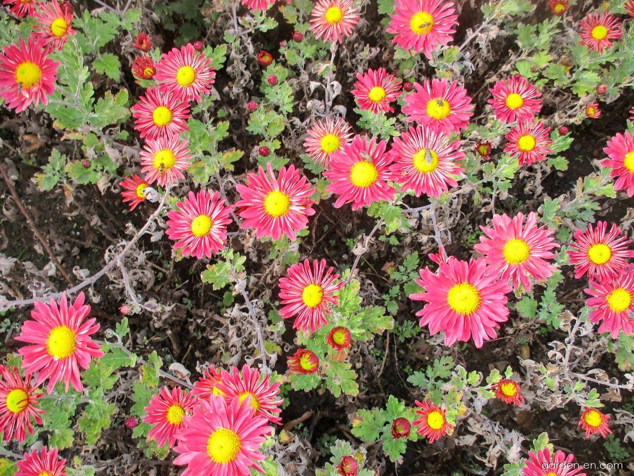 Chrysanthemum x morifolium Mei-kyo (Chrysanthemum) Chrysanthemum x morifolium Mei-kyo (Chrysanthemum)