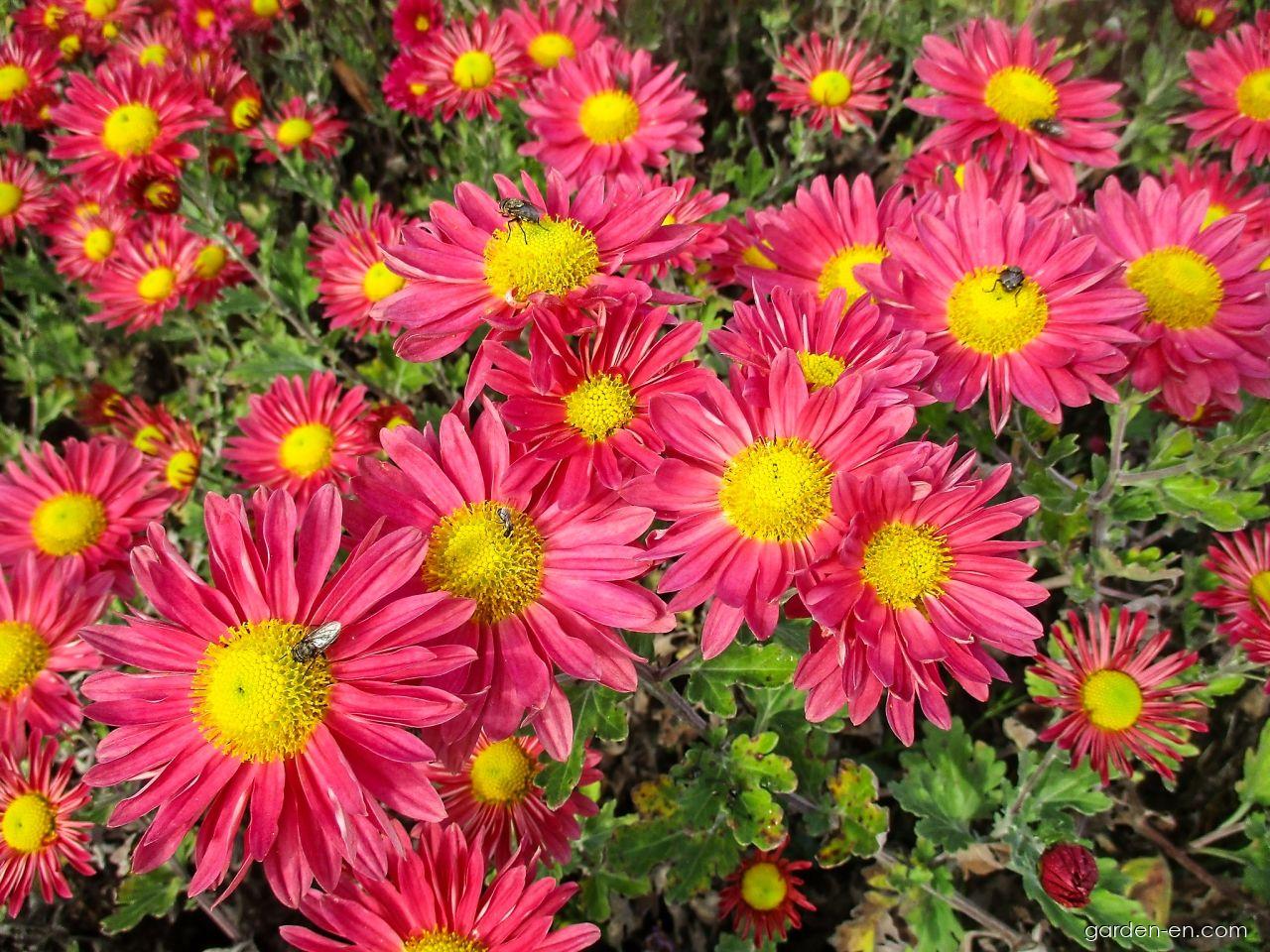 Chrysanthemum x morifolium Mei-kyo (Chrysanthemum) Chrysanthemum x morifolium Mei-kyo (Chrysanthemum)