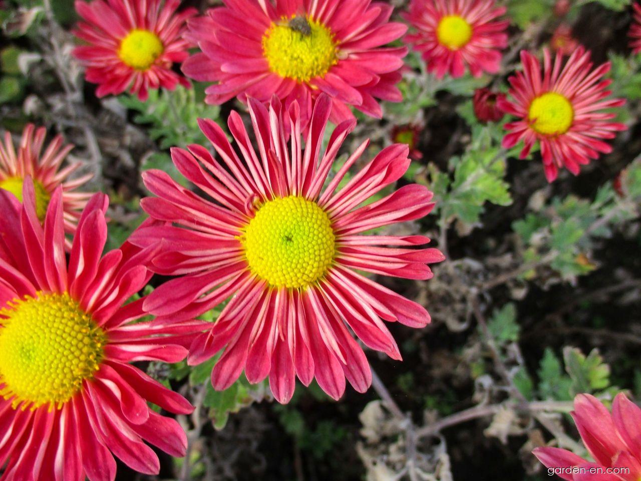 Chrysanthemum x morifolium Mei-kyo (Chrysanthemum) Chrysanthemum x morifolium Mei-kyo (Chrysanthemum)