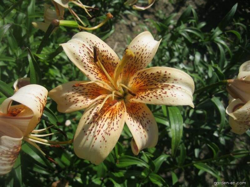 Lilium x hybridum Tiger Babies (Lily) Lilium x hybridum Tiger Babies (Lily)