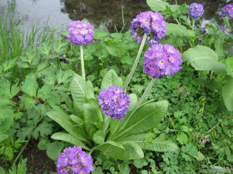 Primula denticulata (Drumstick Primrose) Primula denticulata (Drumstick Primrose)
