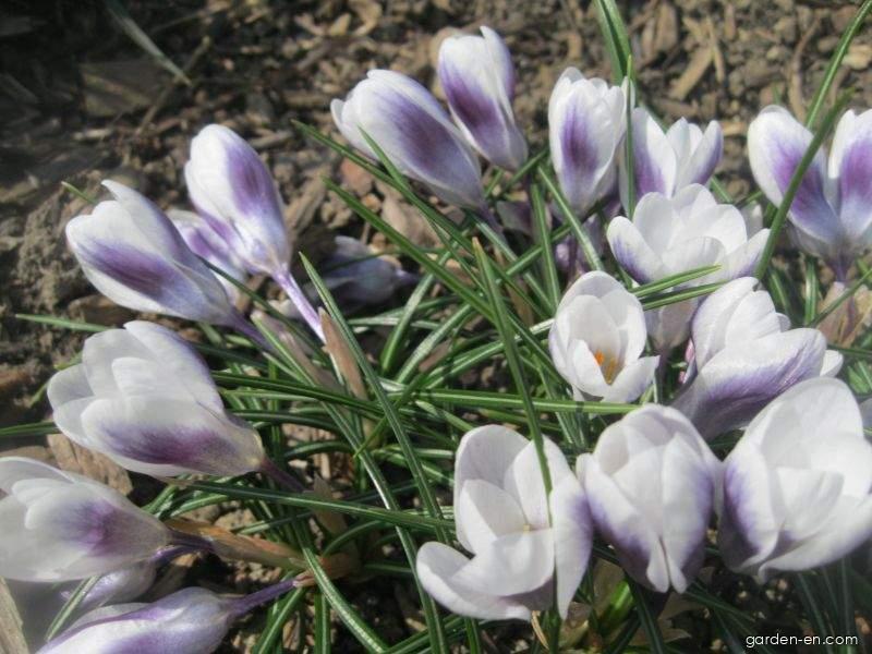 Crocus chrysanthus Prins Claus (Golden Crocus) Crocus chrysanthus Prins Claus (Golden Crocus)
