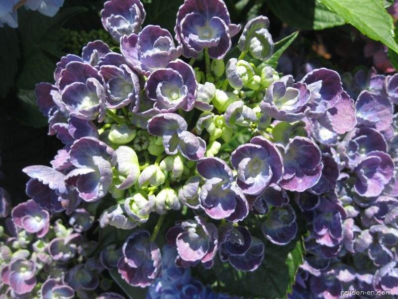 Hydrangea macrophylla Hovaria Hopcorn (Bigleaf Hydrangea)