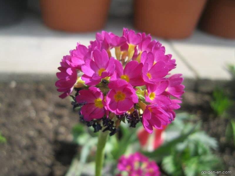 Primula denticulata (Drumstick Primrose) Primula denticulata (Drumstick Primrose)