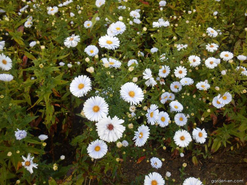 Symphyotrichum novi-belgii Porzellan (Confused Michaelmas-daisy) Symphyotrichum novi-belgii Porzellan (Confused Michaelmas-daisy)