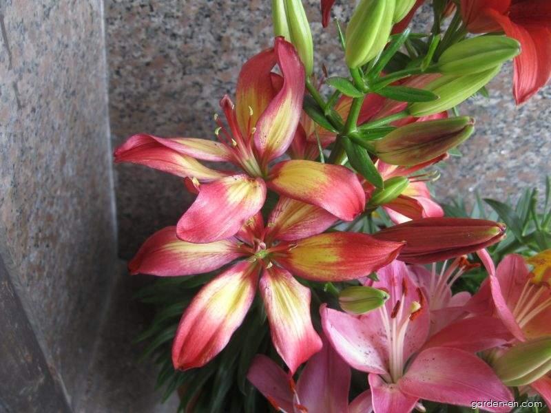 Lilium x hybridum Majestic Joy (Lily) Lilium x hybridum Majestic Joy (Lily)