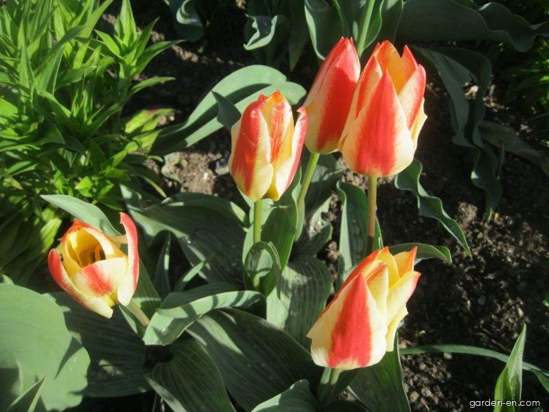 Tulipa greigii Golden Day (Greigii Tulip) Tulipa greigii Golden Day (Greigii Tulip)
