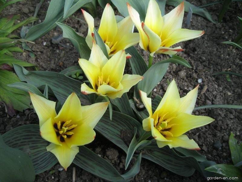 Tulipa greigii Golden Day (Greigii Tulip) Tulipa greigii Golden Day (Greigii Tulip)