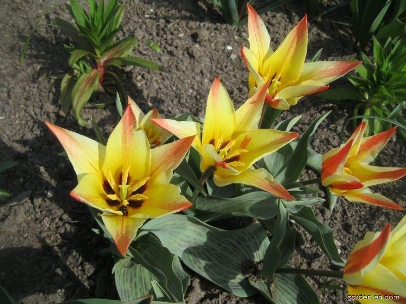 Tulipa greigii Golden Day (Greigii Tulip) Tulipa greigii Golden Day (Greigii Tulip)
