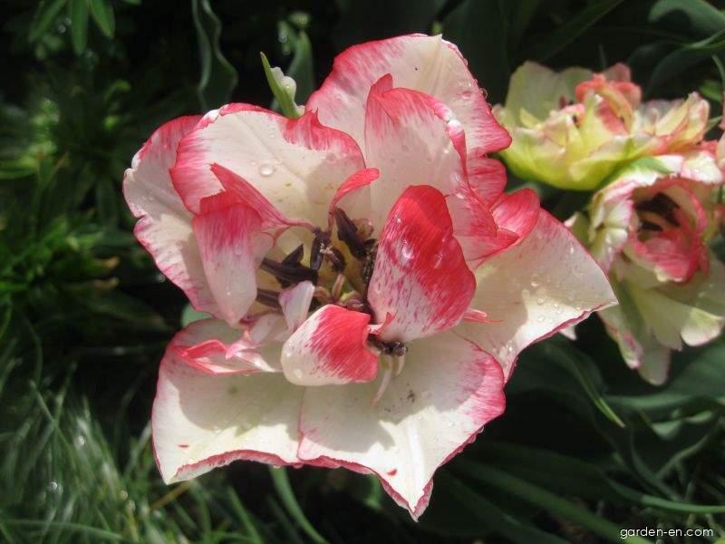 Tulipa Cartouche (Tulip) Tulipa Cartouche (Tulip)