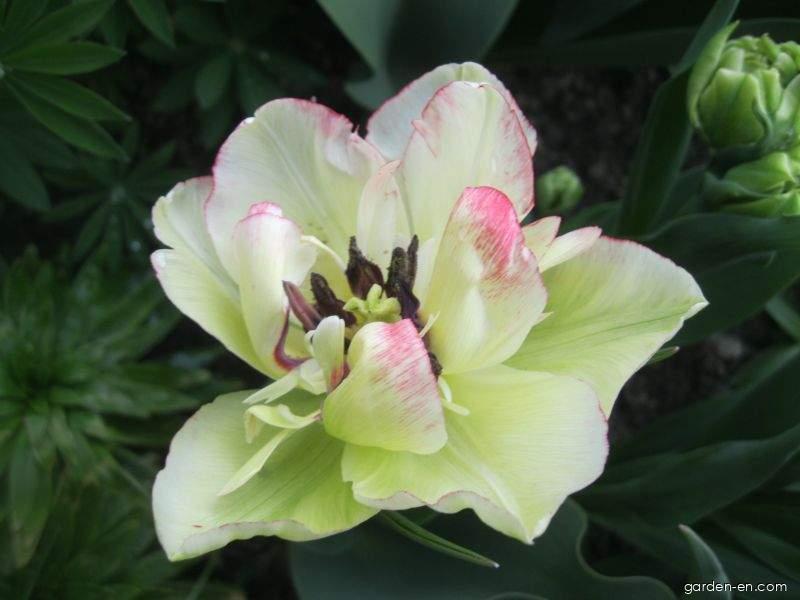 Tulipa Cartouche (Tulip) Tulipa Cartouche (Tulip)