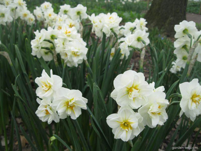 Narcissus Sir Winston Churchill (Daffodil) Narcissus Sir Winston Churchill (Daffodil)