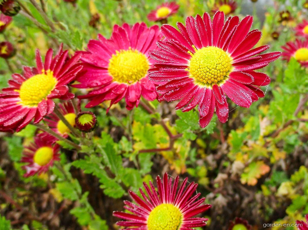 Chrysanthemum x morifolium Cousin Joan (Chrysanthemum) Chrysanthemum x morifolium Cousin Joan (Chrysanthemum)