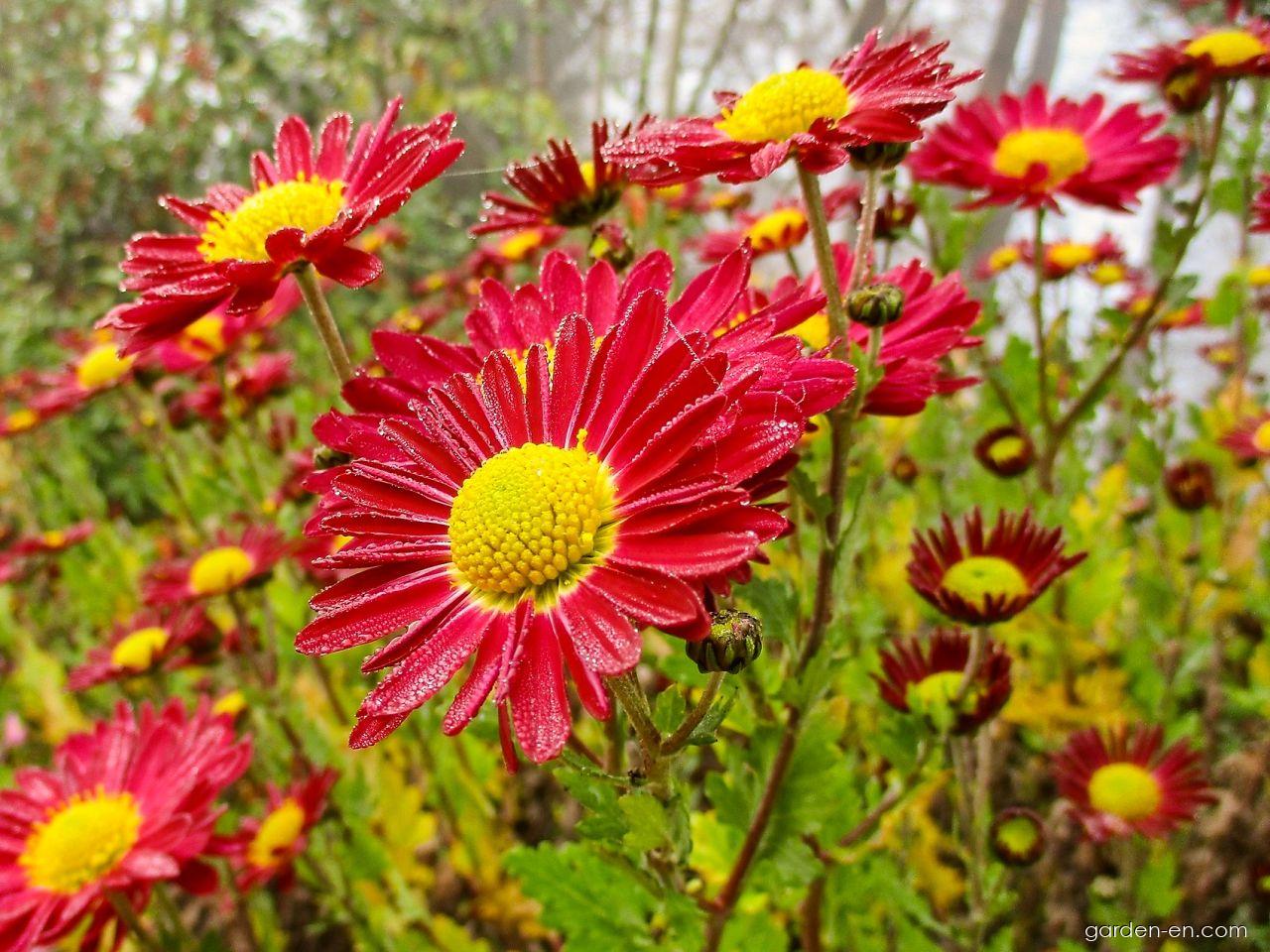 Chrysanthemum x morifolium Cousin Joan (Chrysanthemum) Chrysanthemum x morifolium Cousin Joan (Chrysanthemum)
