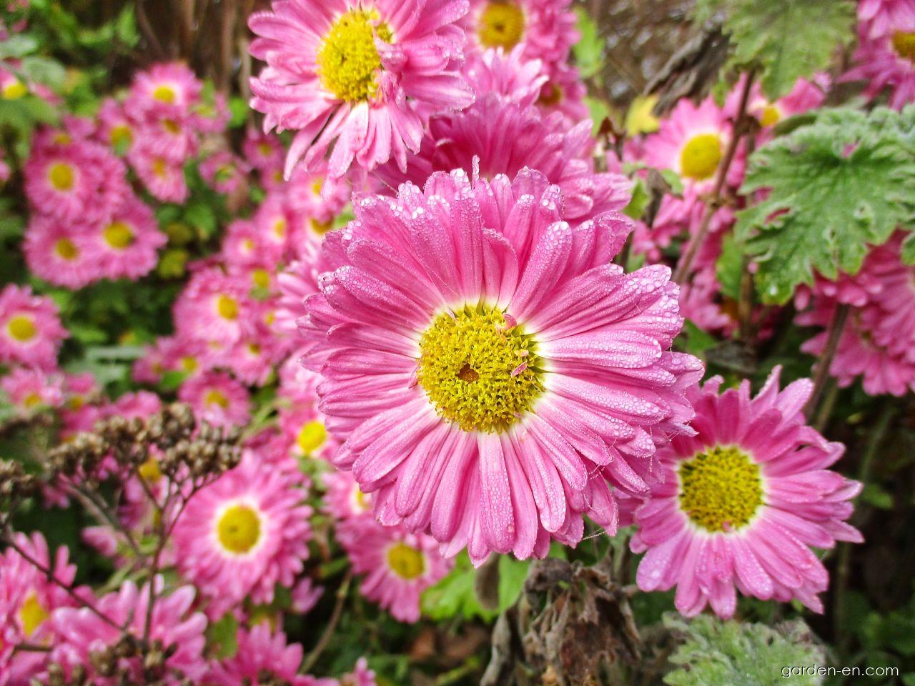 Chrysanthemum x morifolium Corinna (Chrysanthemum) Chrysanthemum x morifolium Corinna (Chrysanthemum)